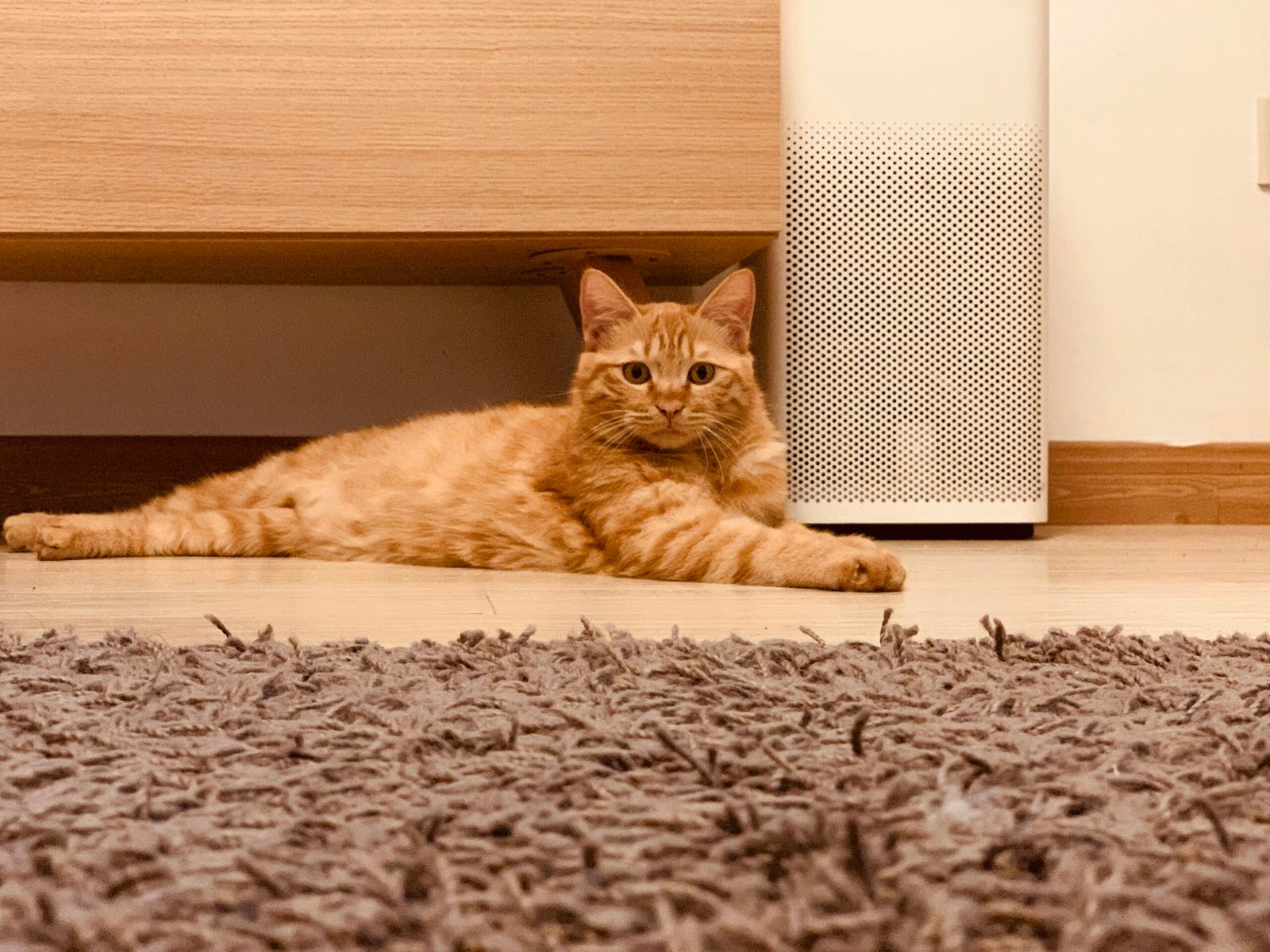 Does an Air Purifier Help with Pet Hair or Just Allergens?