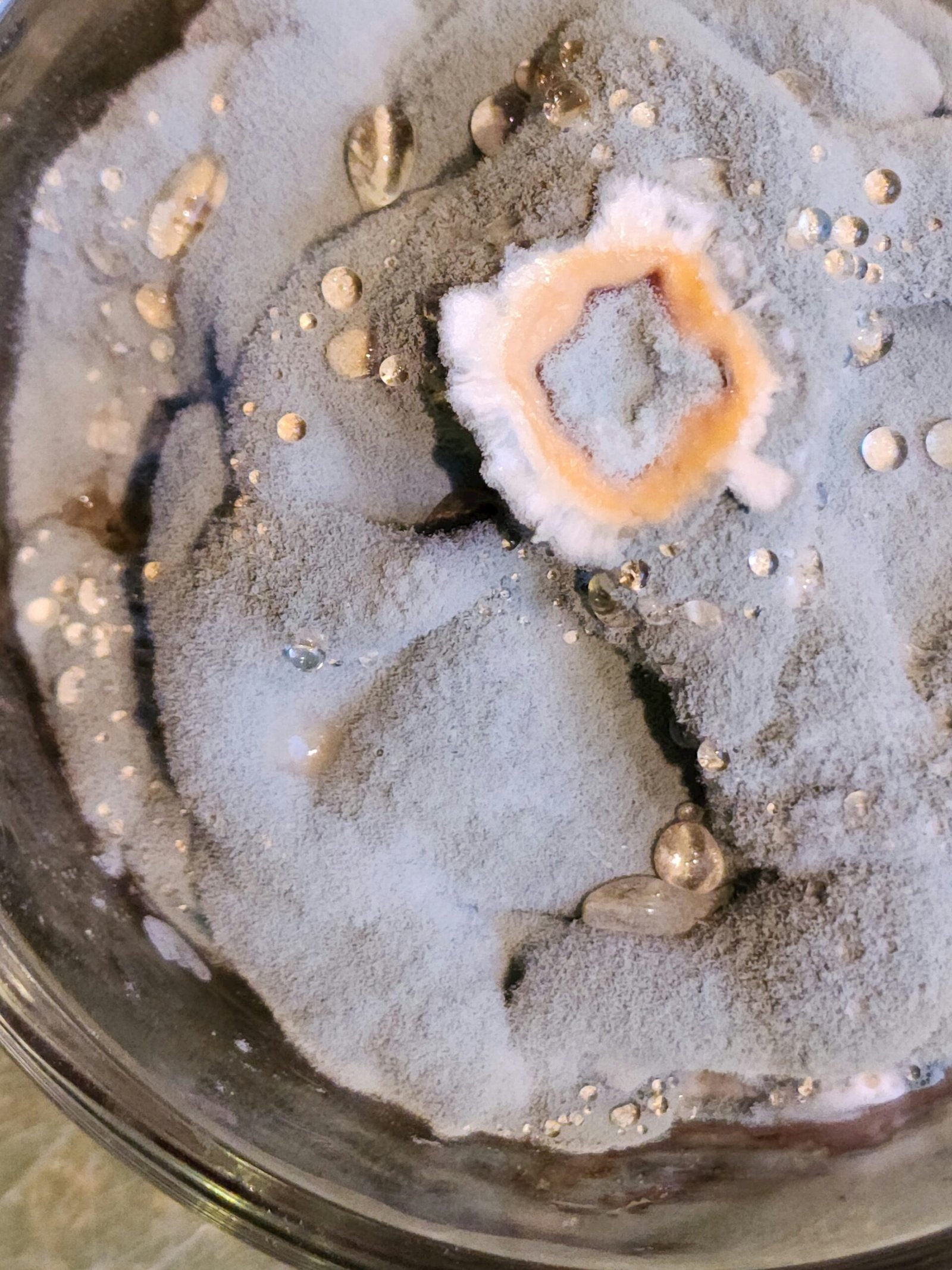 Do Dehumidifiers Really Reduce Mould? Unveiling the Reality